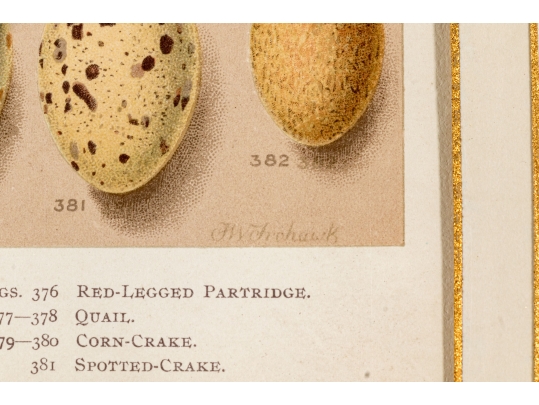 Set Of Six English Color Prints Of Bird Eggs