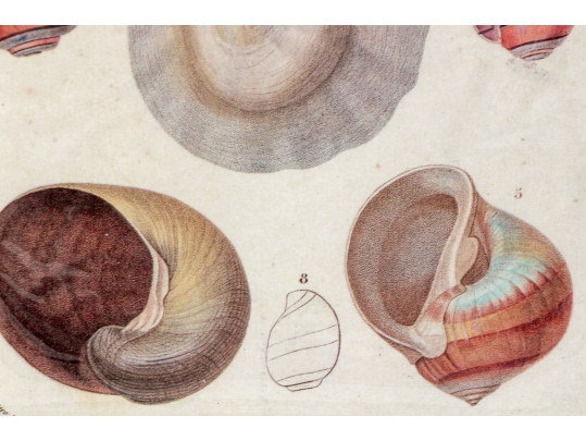 Set Of Four Decorative Color Prints Of A Variety Of Colorful Shells