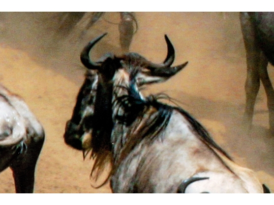 Photographic Print, African Wildebeest Migration