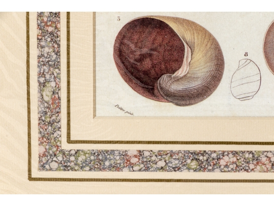 Set Of Four Decorative Color Prints Of A Variety Of Colorful Shells