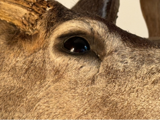 Taxidermied Bust Of A Deer With Antlers