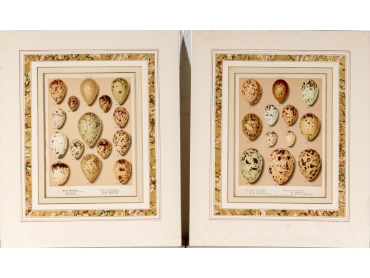 Set Of Six English Color Prints Of Bird Eggs