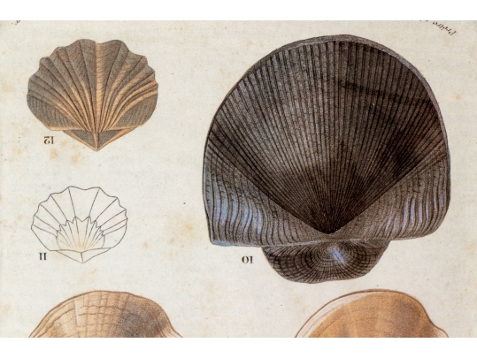 Set Of Four Decorative Color Prints Of A Variety Of Colorful Shells
