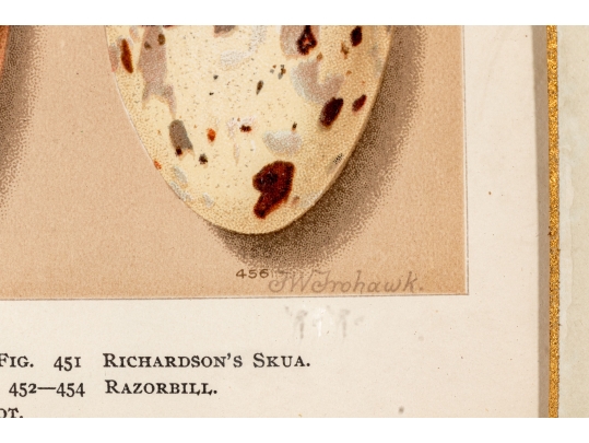 Set Of Six English Color Prints Of Bird Eggs