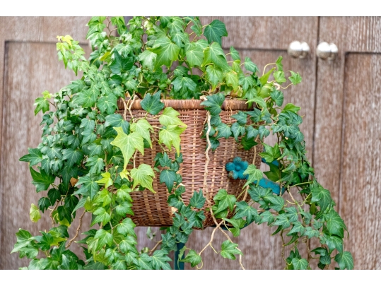Decorative Antiqued Plant Stand With Ivy Plant In Woven Planter