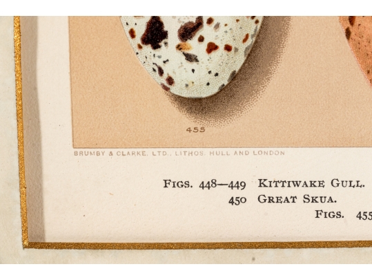 Set Of Six English Color Prints Of Bird Eggs