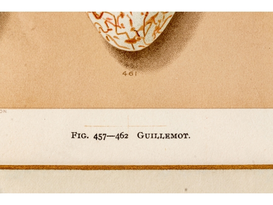 Set Of Six English Color Prints Of Bird Eggs