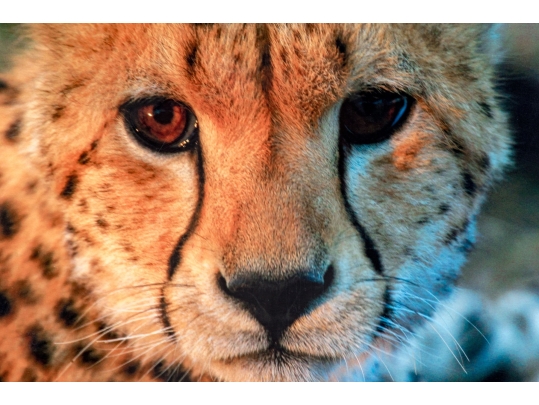 Photographic Print, Cheetah Bust Close Up