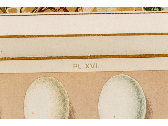 Set Of Six English Color Prints Of Bird Eggs