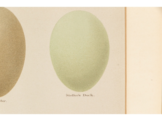 Pair Of Vintage Prints With Eggs, 20th C. 