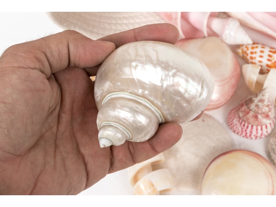 Basket Of Good Sized Polished Specimen Sea Shells 