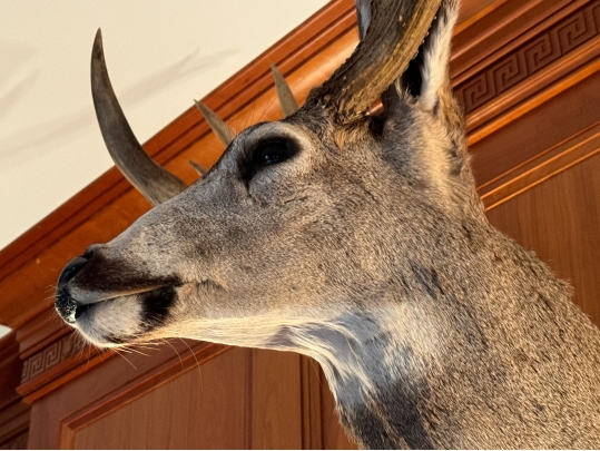 Taxidermied Bust Of A Deer With Antlers