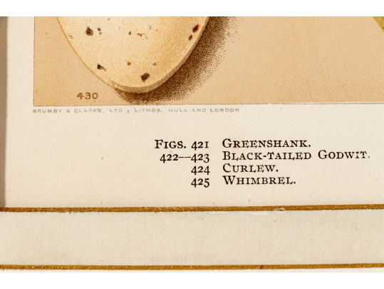 Set Of Six English Color Prints Of Bird Eggs