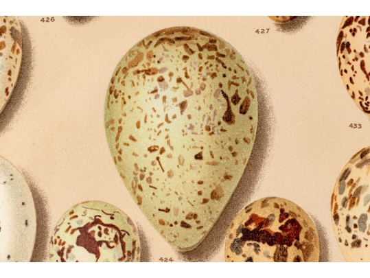 Set Of Six English Color Prints Of Bird Eggs