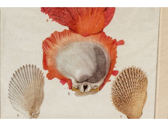 Set Of Four Decorative Color Prints Of A Variety Of Colorful Shells