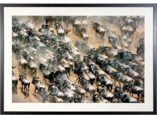 Photographic Print, African Wildebeest Migration