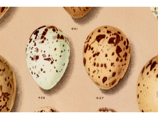 Set Of Six English Color Prints Of Bird Eggs