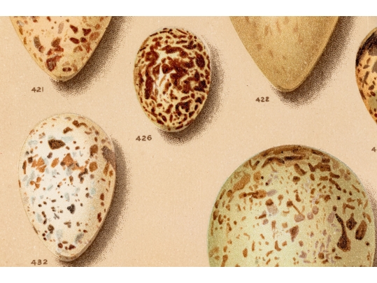 Set Of Six English Color Prints Of Bird Eggs