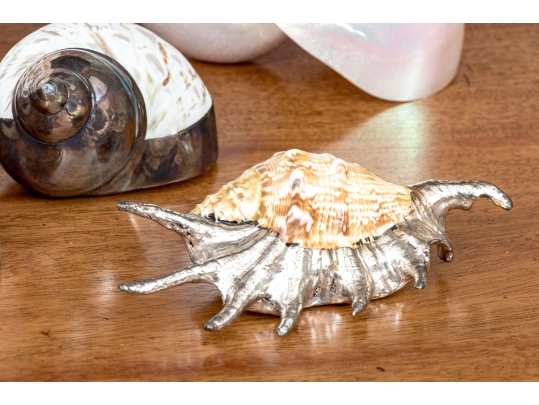 Collection Of Shells, Including Silver Dipped Shells