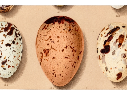 Set Of Six English Color Prints Of Bird Eggs