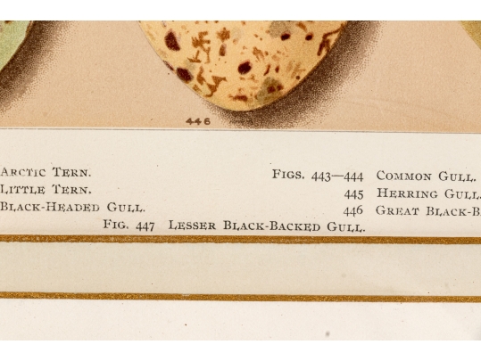 Set Of Six English Color Prints Of Bird Eggs