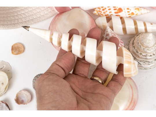 Basket Of Good Sized Polished Specimen Sea Shells 