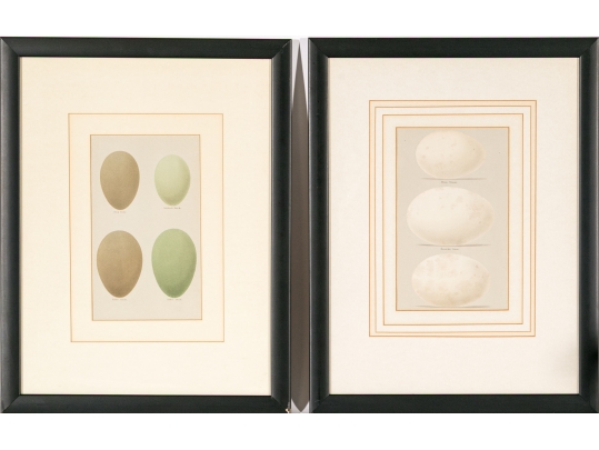 Pair Of Vintage Prints With Eggs, 20th C. 