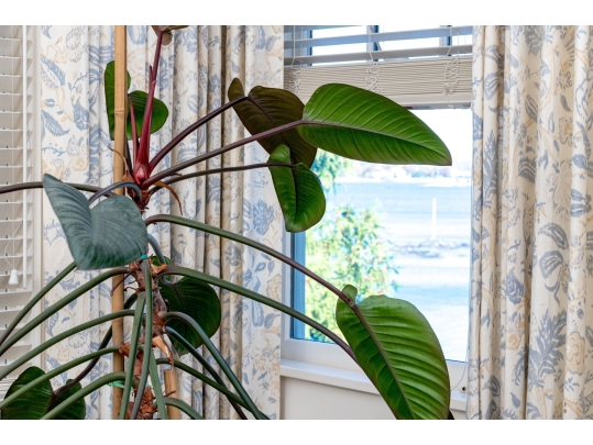Terracotta Planter With Underplate And Large Living Palm Plant