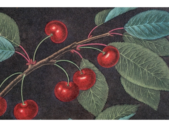After George Brookshaw (British, 1751-1823) Prints Of Drupes