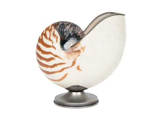 Nautilus Shell Specmin With Pewter Footed Base