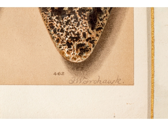 Set Of Six English Color Prints Of Bird Eggs