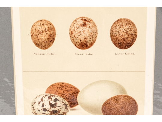 Set Of Five 19th C. English Hand-colored Lithographs, Eggs