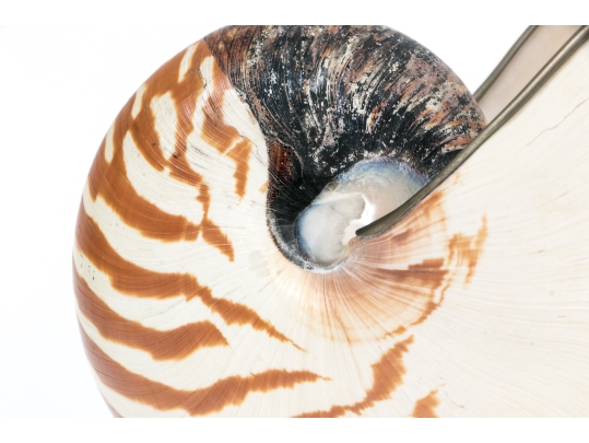 Nautilus Shell Specmin With Pewter Footed Base