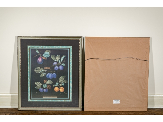 After George Brookshaw (British, 1751-1823) Prints Of Drupes