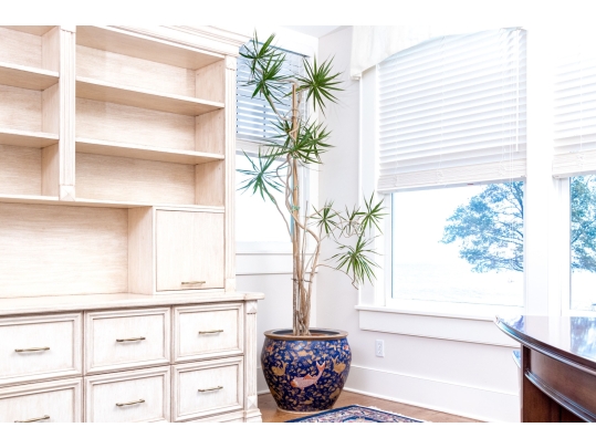 Chinese Fish Bowl Jardiniere With Dracaena Plant