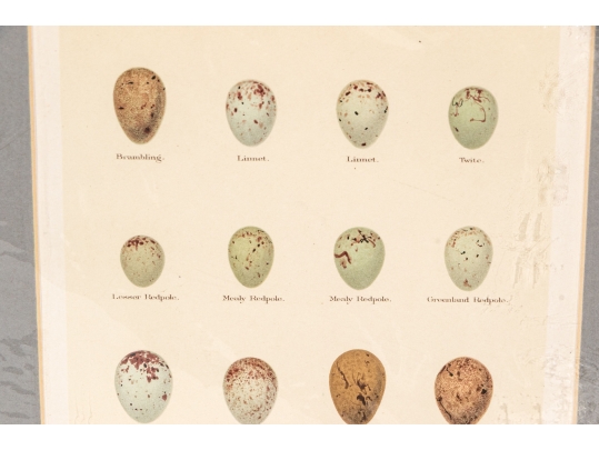 Set Of Five 19th C. English Hand-colored Lithographs, Eggs