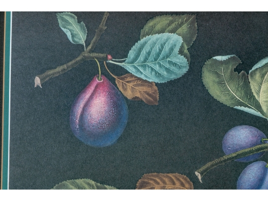 After George Brookshaw (British, 1751-1823) Prints Of Drupes
