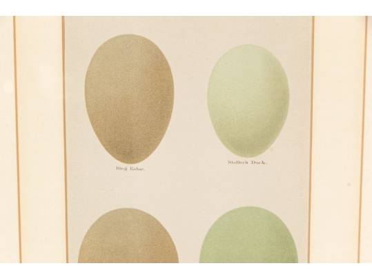 Pair Of Vintage Prints With Eggs, 20th C. 