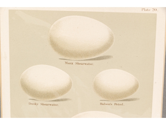 Set Of Five 19th C. English Hand-colored Lithographs, Eggs