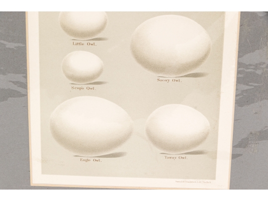 Set Of Five 19th C. English Hand-colored Lithographs, Eggs