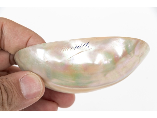 Decorative Horn And Shell Serving Utensils
