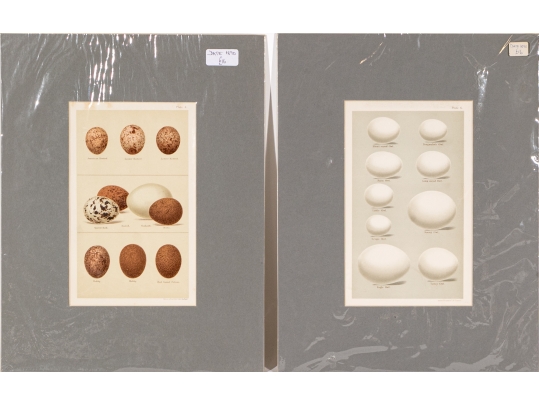 Set Of Five 19th C. English Hand-colored Lithographs, Eggs