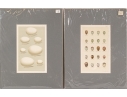 Set Of Five 19th C. English Hand-colored Lithographs, Eggs