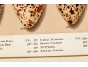 Set Of Six English Color Prints Of Bird Eggs