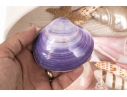 Basket Of Good Sized Polished Specimen Sea Shells 