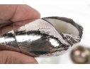 Group Of Six Fine Decorative Silver Clad Shells With Ruzzetti Italy