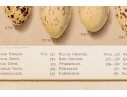 Set Of Six English Color Prints Of Bird Eggs