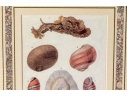 Set Of Four Decorative Color Prints Of A Variety Of Colorful Shells