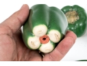 Four Naturalistic Glazed Ceramic Green Pepper Form Casters