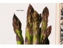 Set Of Fifteen Decorative Vegetable And Fruit Prints, 20th C. 